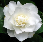 Pure-white-camellia.jpg